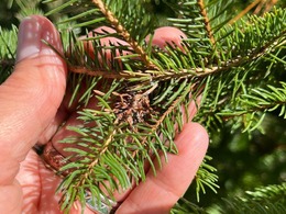 eastern spruce gall adelgid