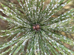 pine needle scale