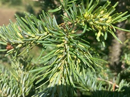 balsam gall midge