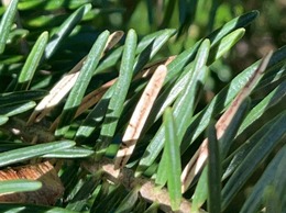 lirula needle blight