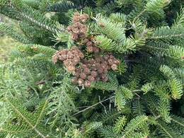 NR 40 invasive tansy in Ch. tree field