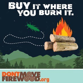 don't move firewood