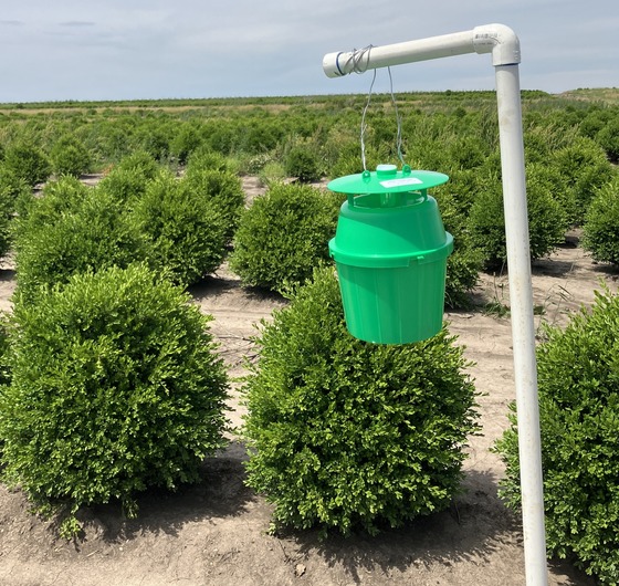 Box tree moth trap in rock co