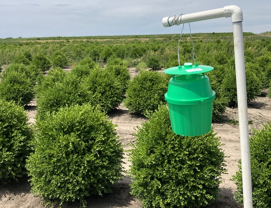 Box tree moth trap in rock co