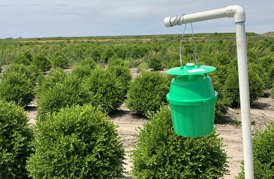 Box tree moth trap in rock co
