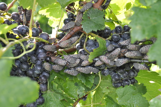 SLF adults on grapes