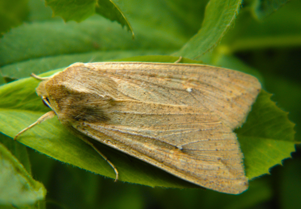 True armyworm moth