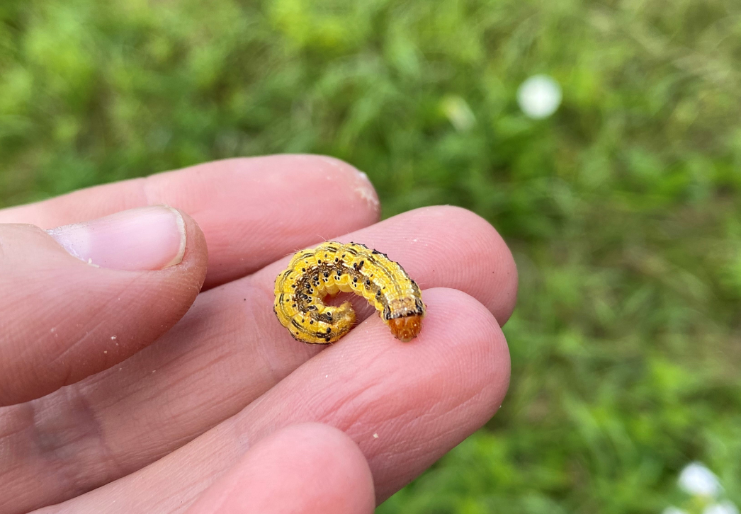 Corn earworm larva