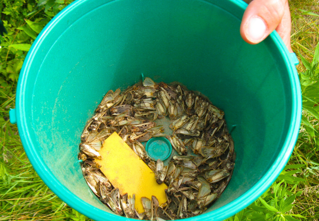 Western bean cutworm trap