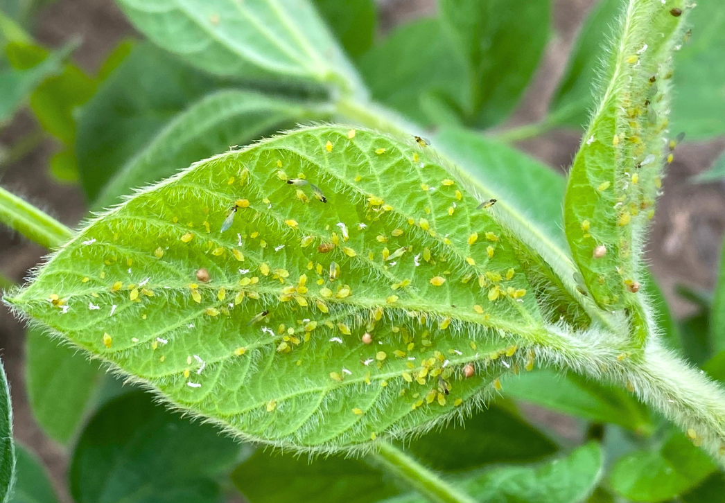 Soybean aphids