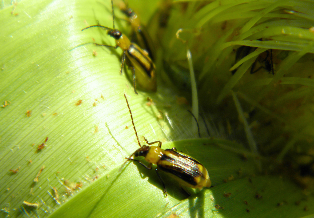 Western corn rootworm beetles