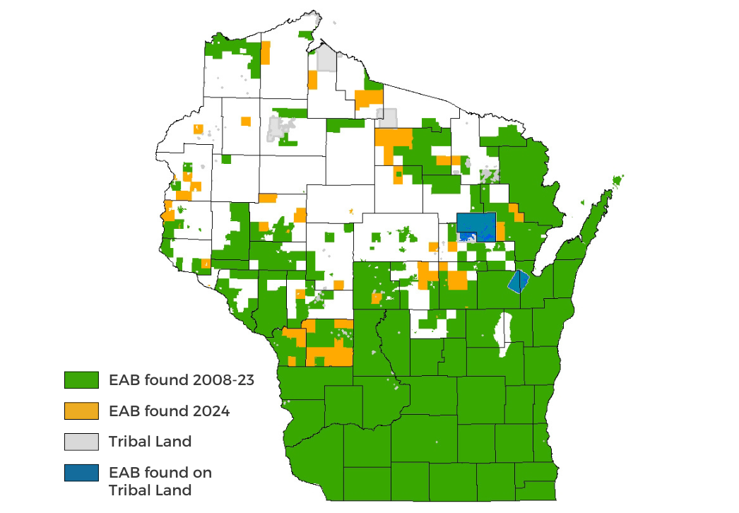 Emerald Ash Borer Detections 2008-2024 map