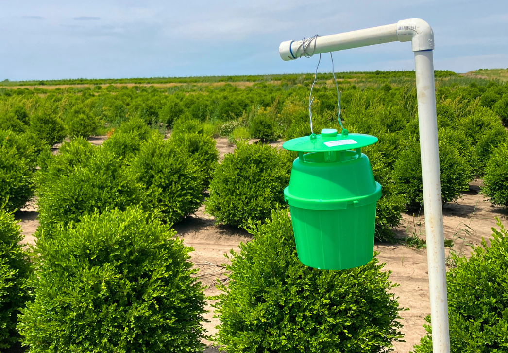 Box tree moth trap