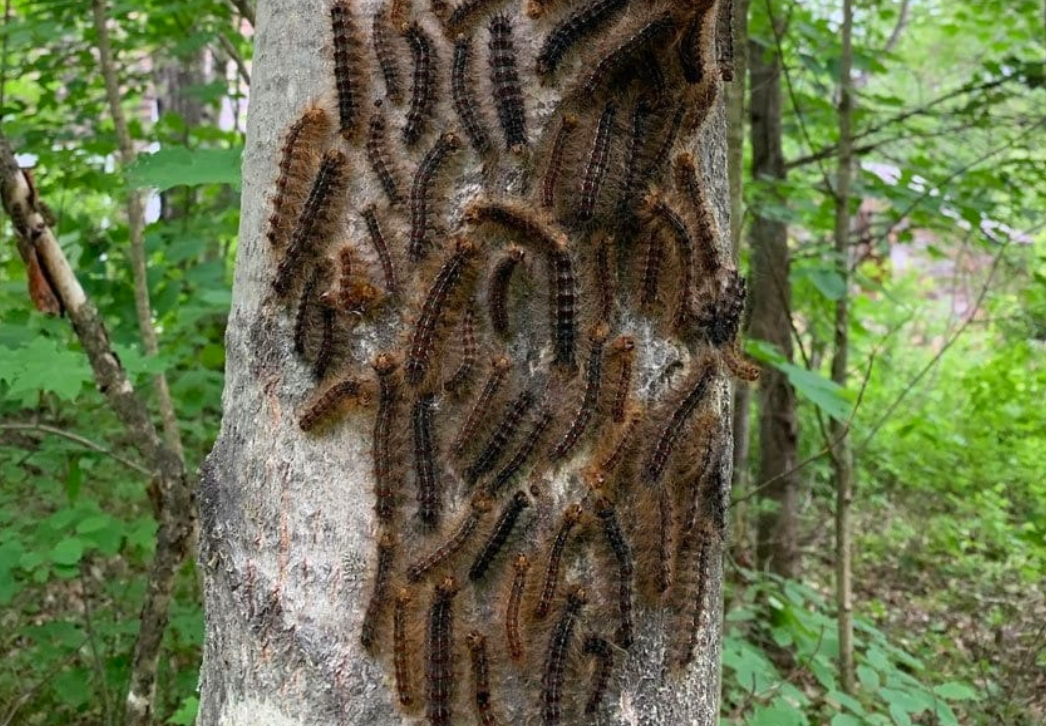 Spongy moth caterpillars