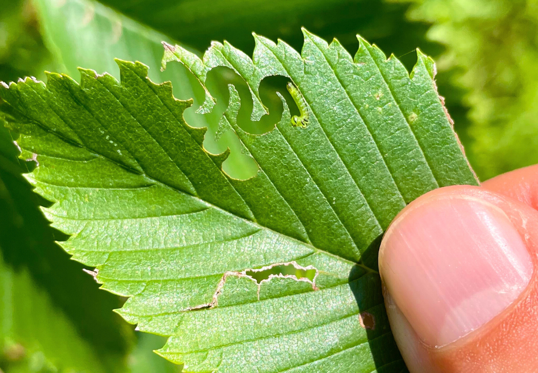 Elm zigzag sawfly larva