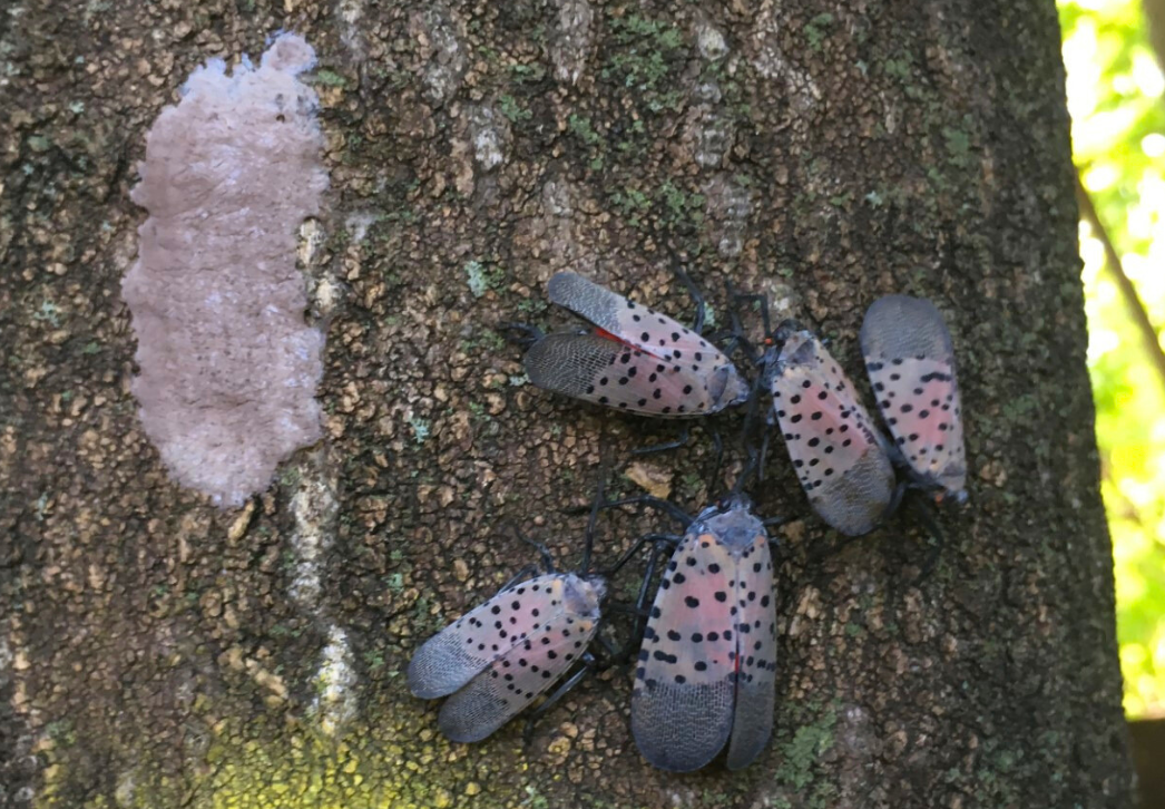 Spotted lanternflies and egg mass