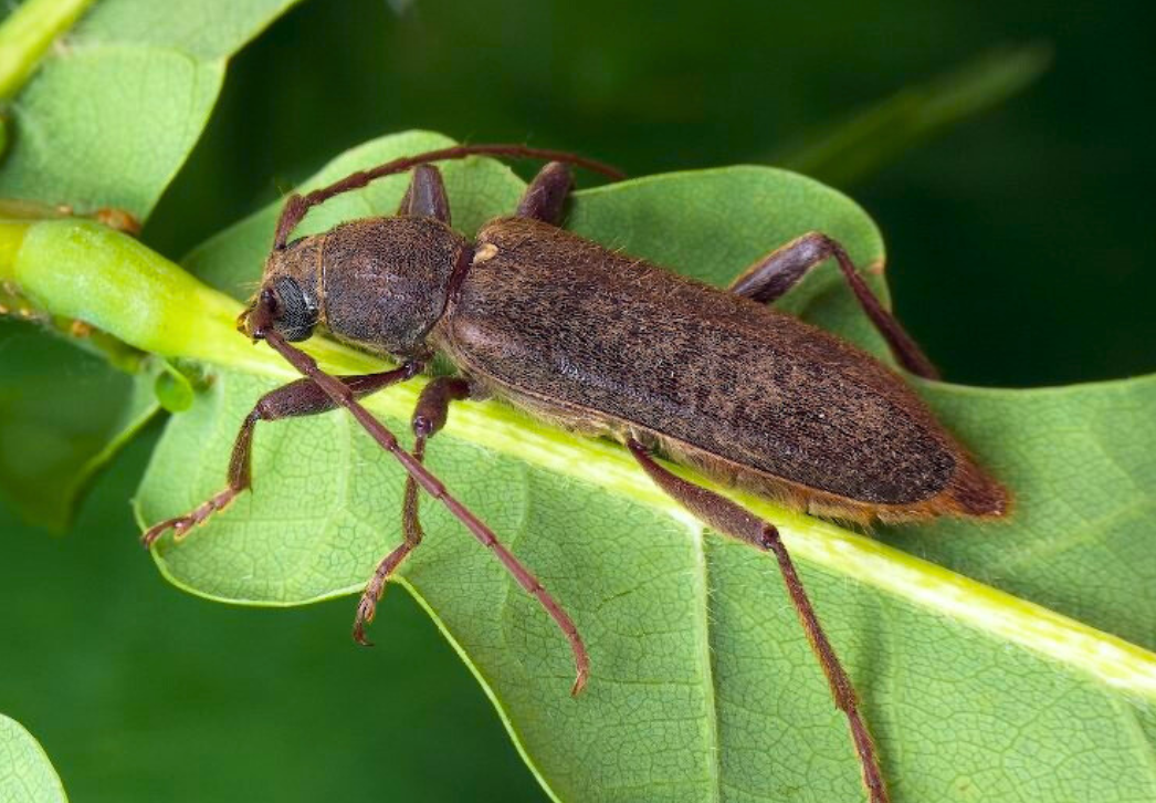 Velvet longhorned beetle