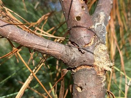 White pine weevil exit holes on white pine leader