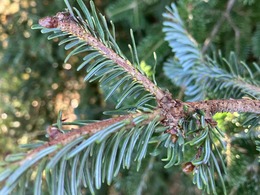 spruce budworm