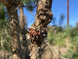 pine gall rust