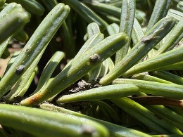 hemlock scale