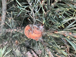 pine gall rust