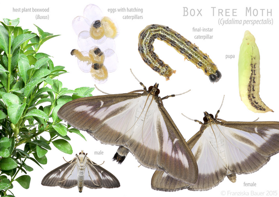 Box Tree Moth Credit: Franziska Bauer