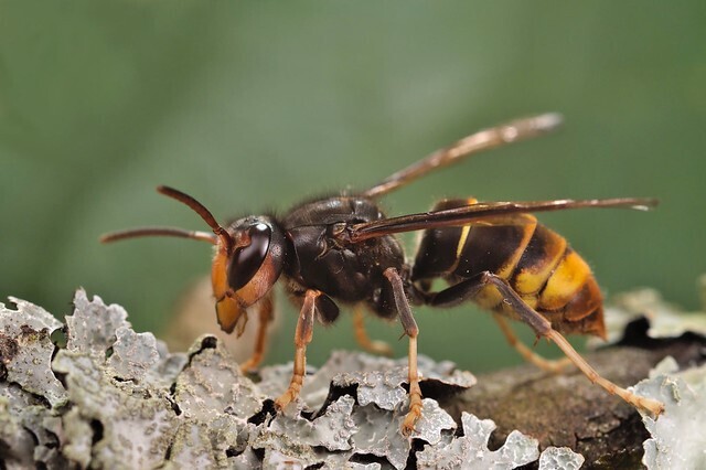 yellowleggedhornet