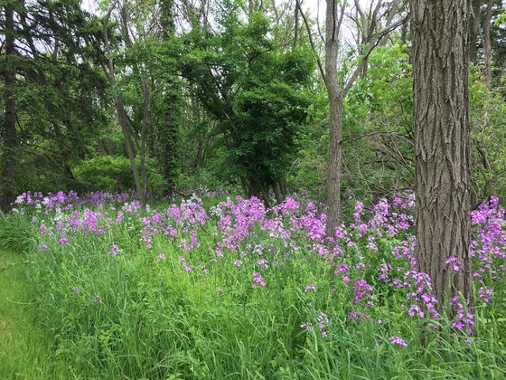 invasive plant dames rocket
