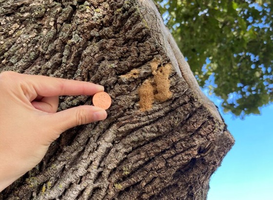 Spongy moth egg masses