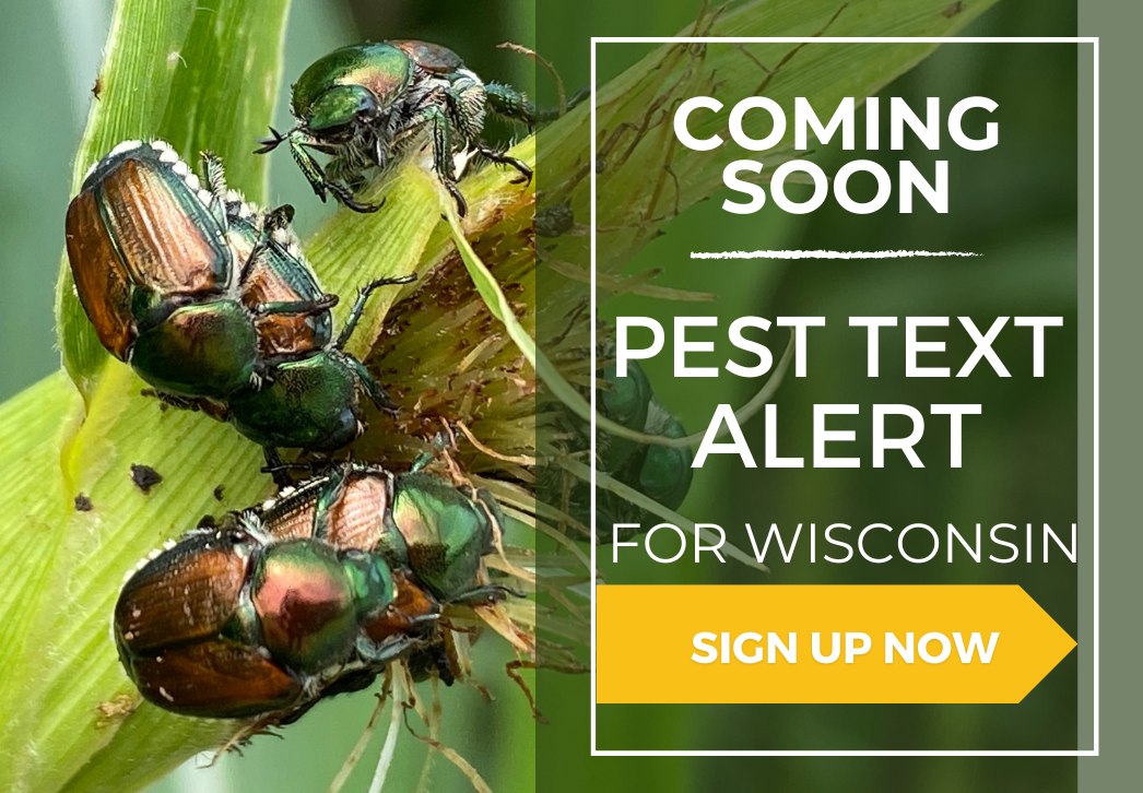 Coming Soon: Insect Pest Text Alert for Wisconsin