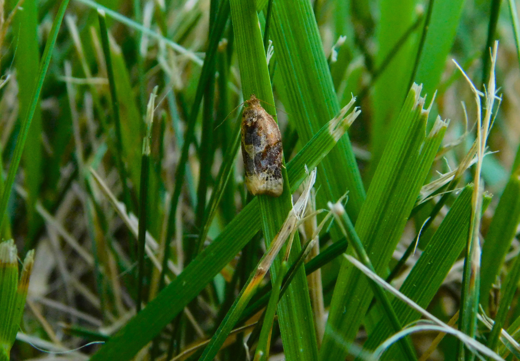 Redbanded Leafroller Moth