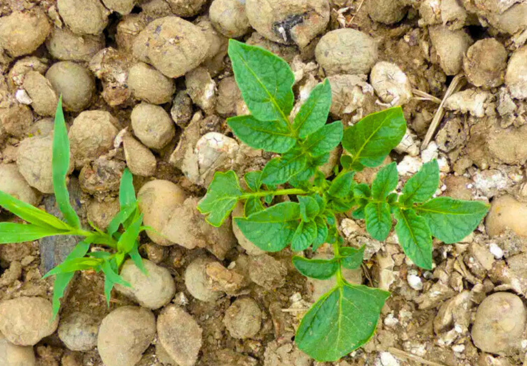 Sprouting potato plant in a cull pile
