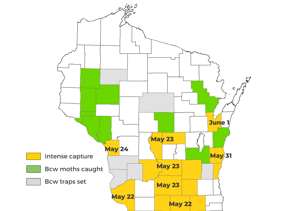 Black Cutworm Cutting Forecast Map 2025