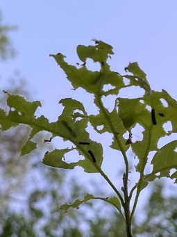 spongy moth larvae CR MBM