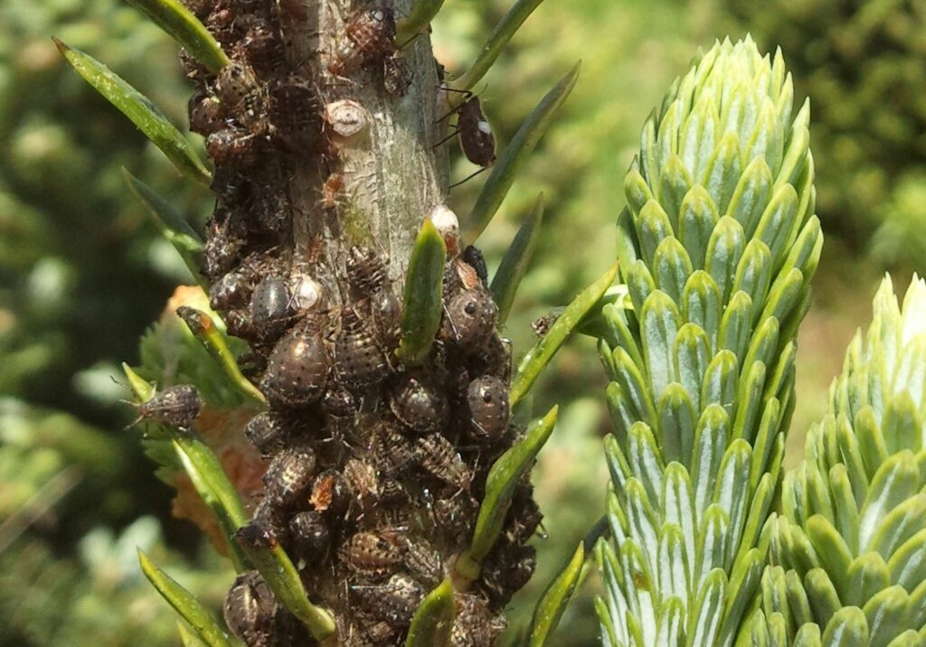 cinara aphids on fir