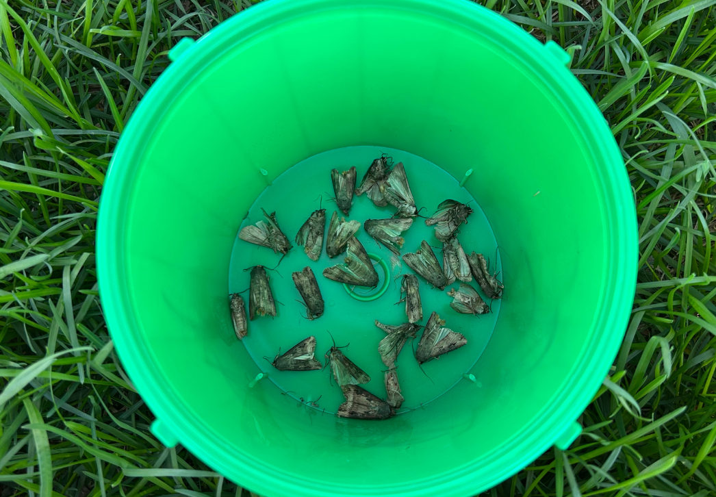 Black Cutworm Trap Catch