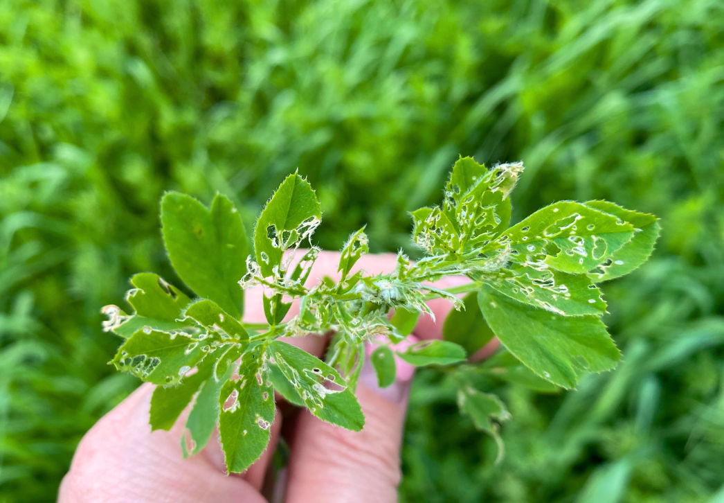 Alfalfa Weevil Tip Feeding Injury