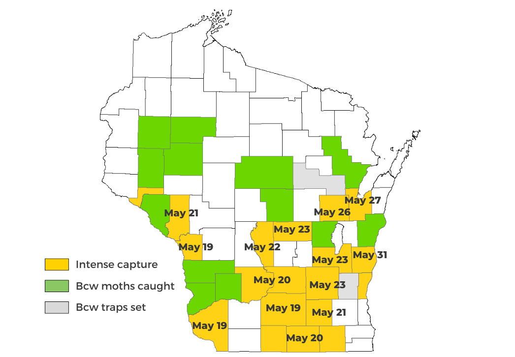 Black Cutworm Projected Cutting Dates Map