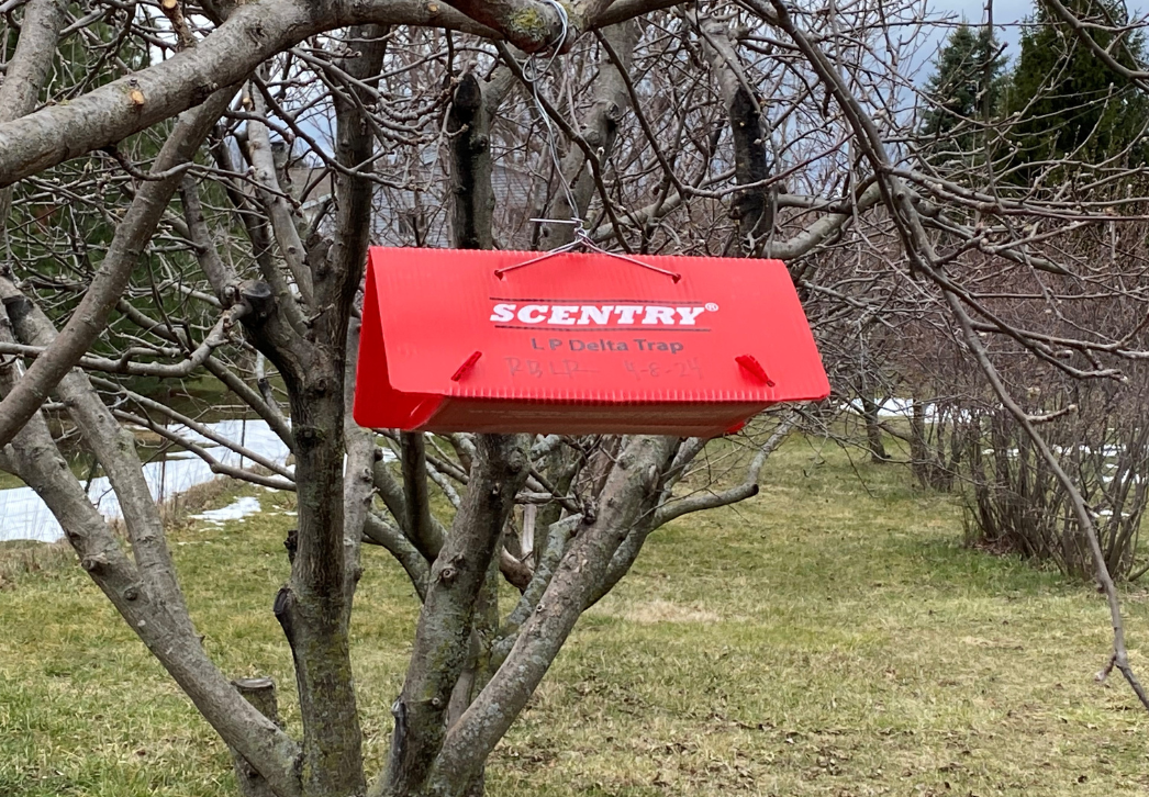 Insect Pheromone Trap in Orchard