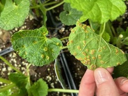 rust on hollyhock