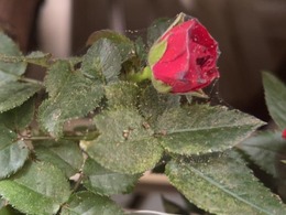 spidermites on rose