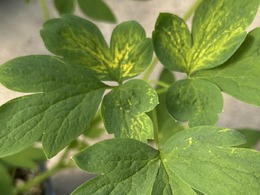 Virus symptoms on bleeding heart