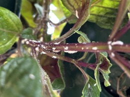 mealybugs on swedish ivy