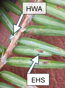 EHS and HWA CR iNaturalist