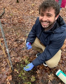 DATCP forest entomologist collecting infested hemlock