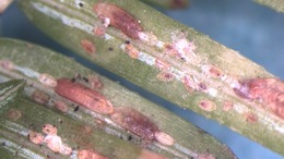 Elongate Hemlock Scale with crawlers