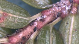 Settled Hemlock Woolly Adelgids