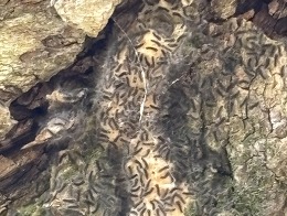 spongy moth egg mass hatch