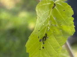 spongy moth larvae on birch